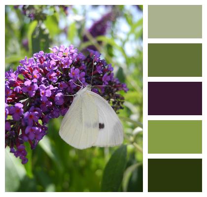 Macro Butterfly Lilac Purple Image